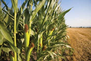 Corn_Field