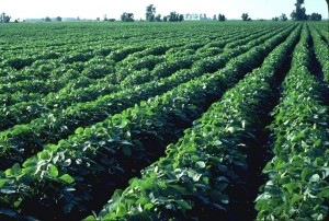 Soybean-field